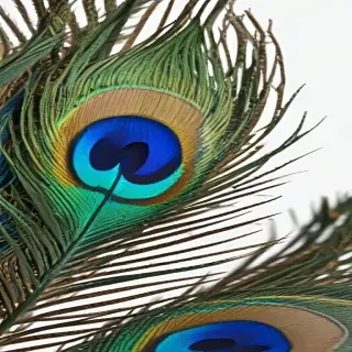 peacock feather png