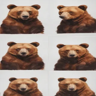 bear drawlings