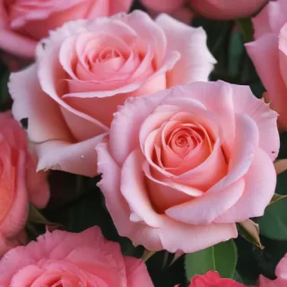 pink roses wallpaper iphone