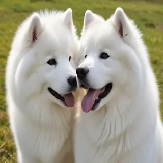 samoyed dog breed