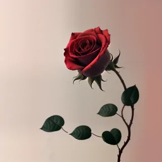 rose wallpaper