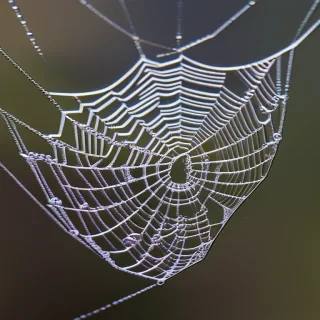 spider web