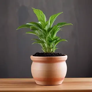 pot images