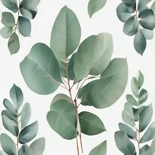 transparent eucalyptus clipart