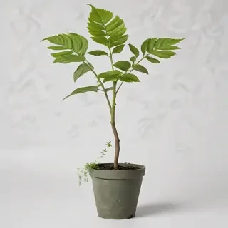plant transparent