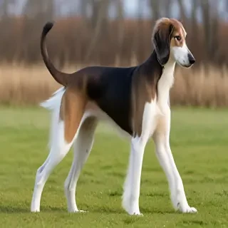 saluki dog breed