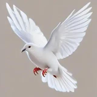 png dove