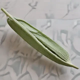 sage png