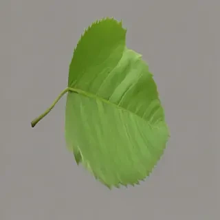 green leaf png