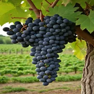 grape tree
