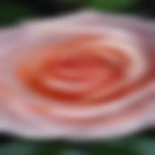 aesthetic rose background