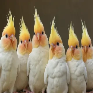 cockatiels