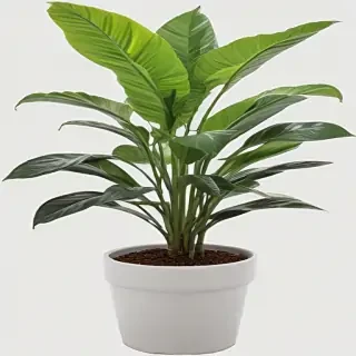 indoor plant png