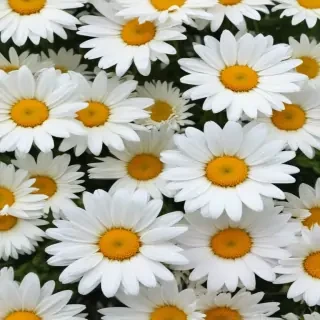 daisy background wallpaper