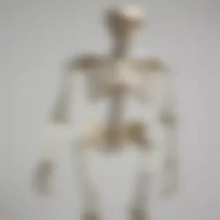 skeleton transparent