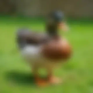 background duck