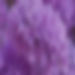 lilac wallpaper iphone