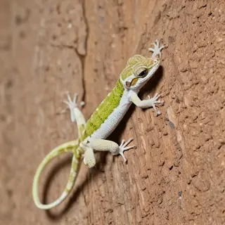 gecko lizard