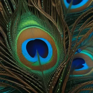 peacock feather images