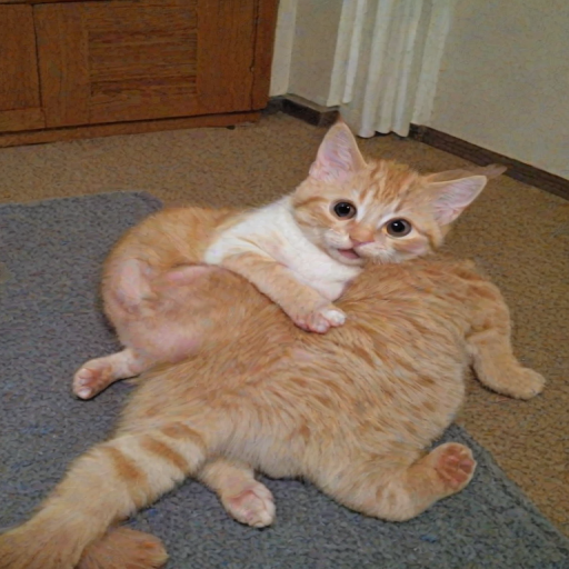 funny picture
