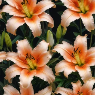 lily flower