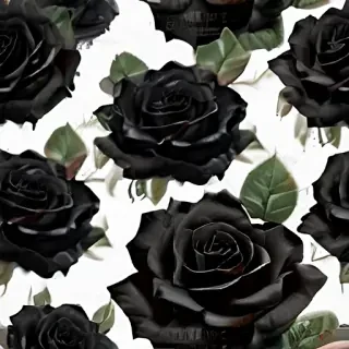 black roses png