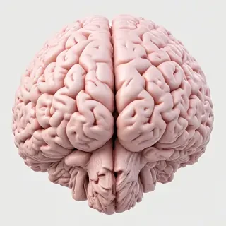 brain png