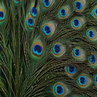 peacock feather png