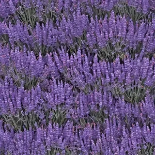 lavender phone background