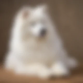 samoyed dog breed