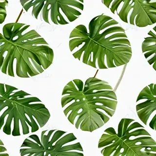 monstera png
