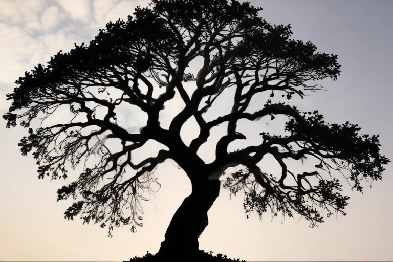 silhouette tree png