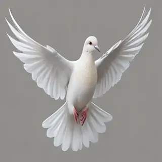dove png