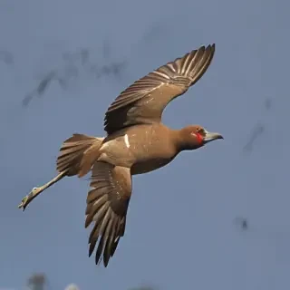 png birds flying