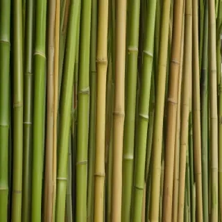 bamboo background