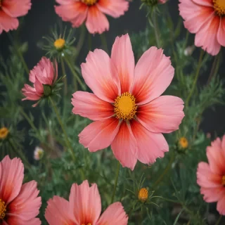 cosmos flower