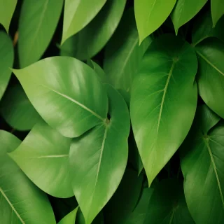 background green leaves