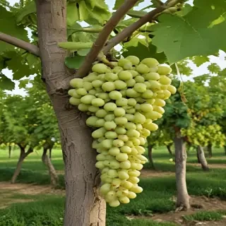 grape tree