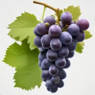 grapes png
