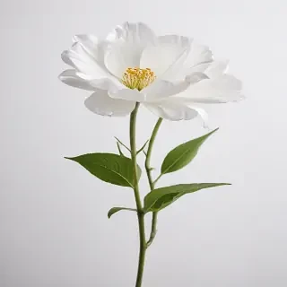 flower white background