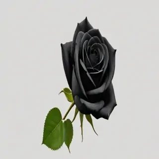 black rose png