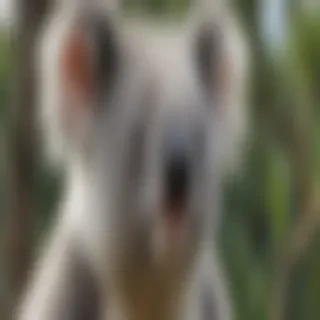 koala bear