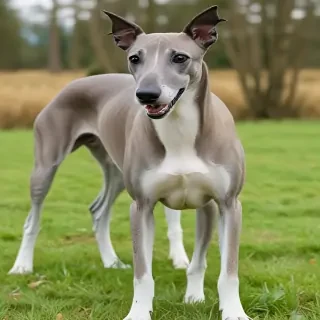 greyhound dog breed