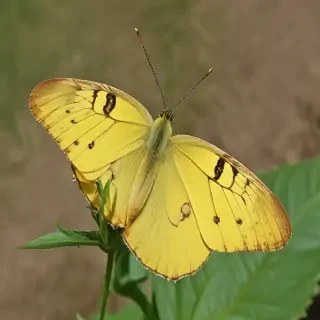 yellow butterfly