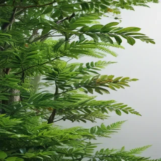 greenery png