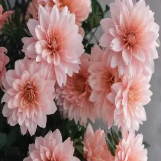 cute aesthetic wallpapers flowers