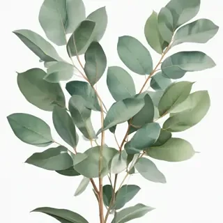transparent eucalyptus clipart