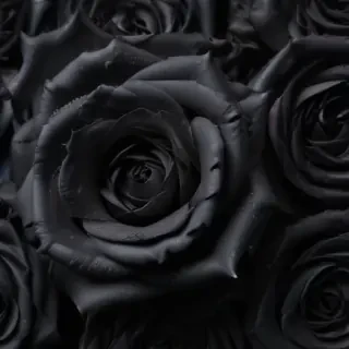 black roses background