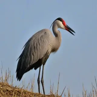 crane bird