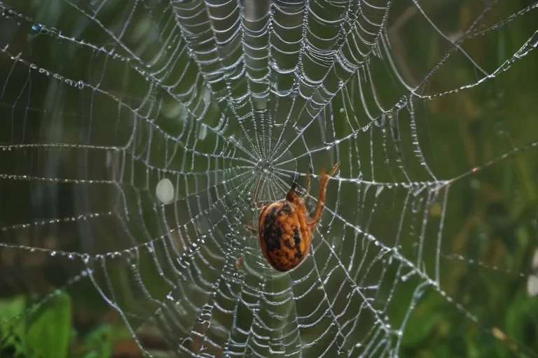 spiderweb